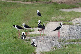 Image of Pied Stilt