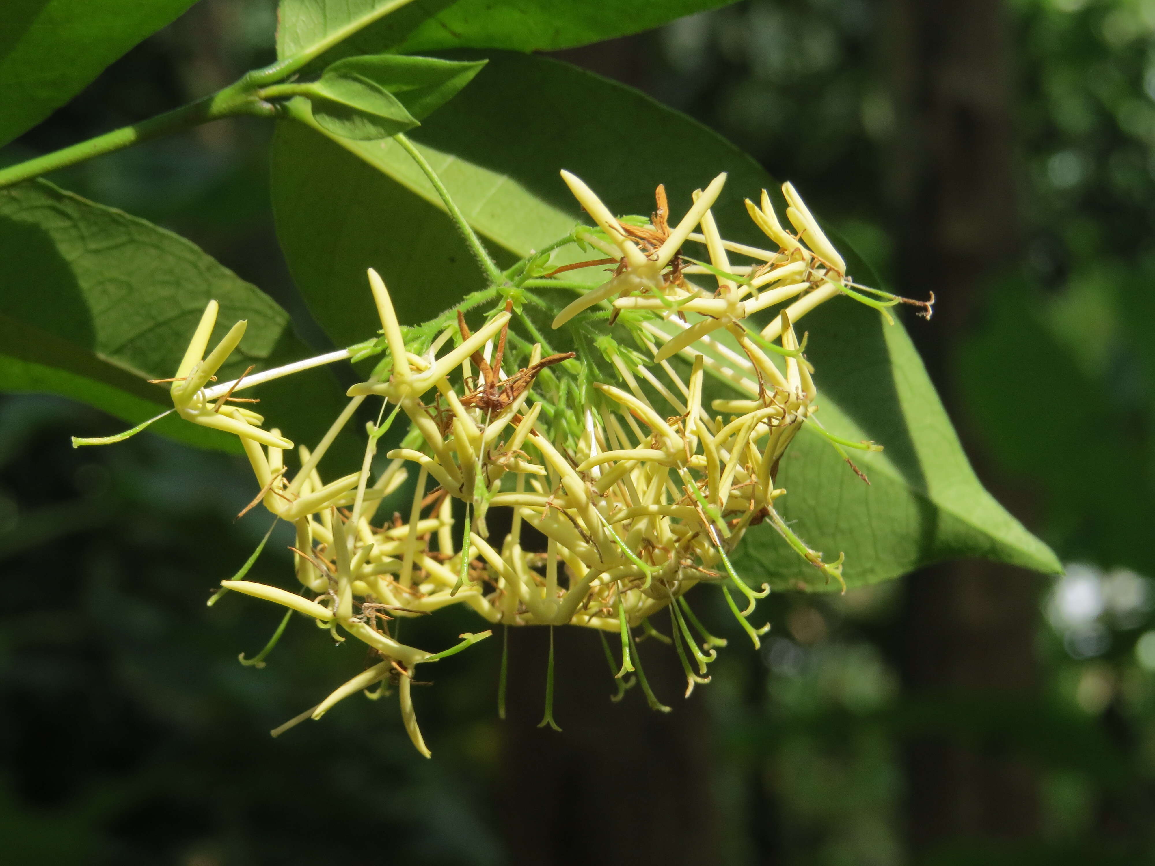 Image of Ixora malabarica (Dennst.) Mabb.