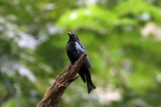 Image of Spangled Drongo