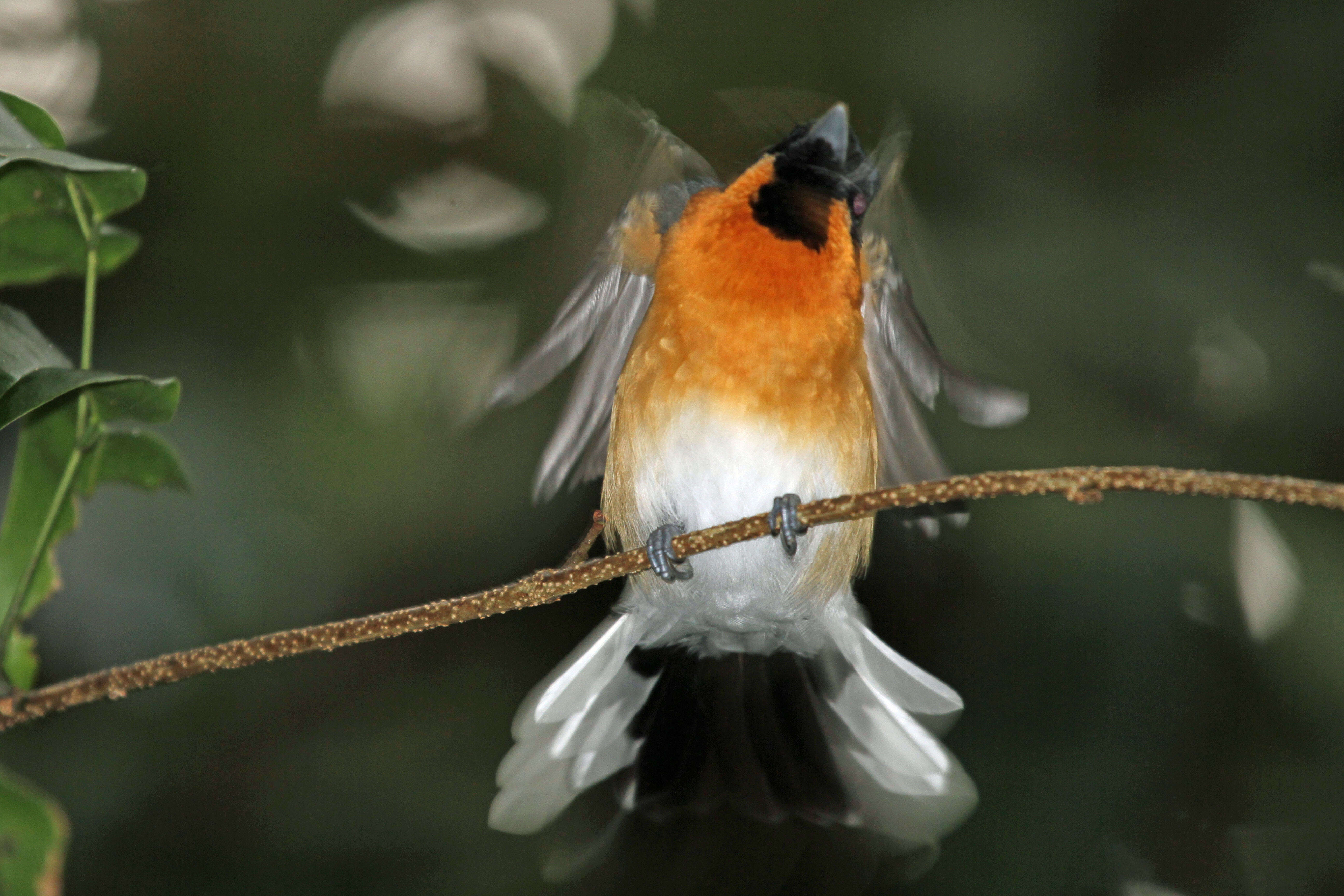Image of Spectacled Monarch