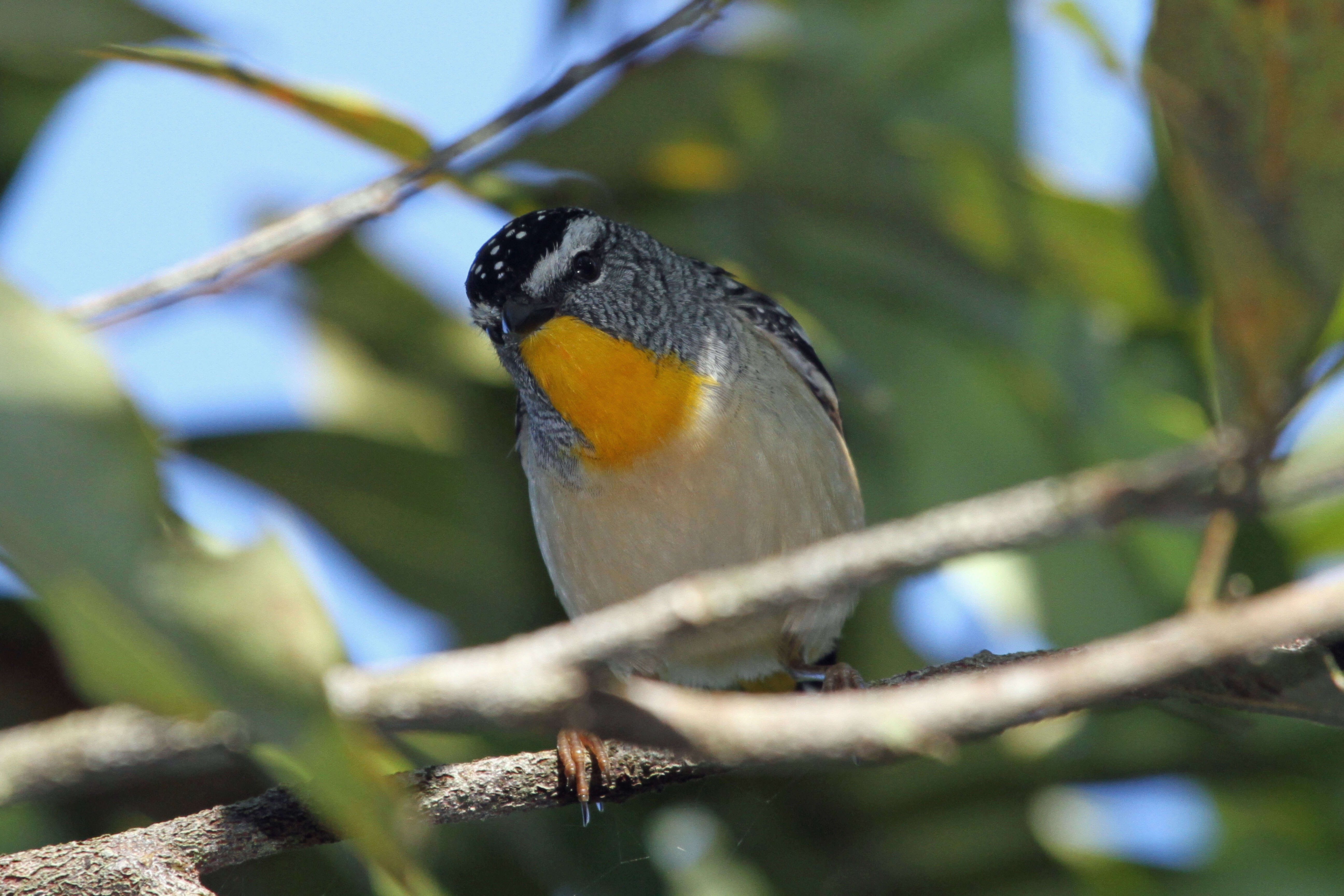 Image of Spotted Pardalote