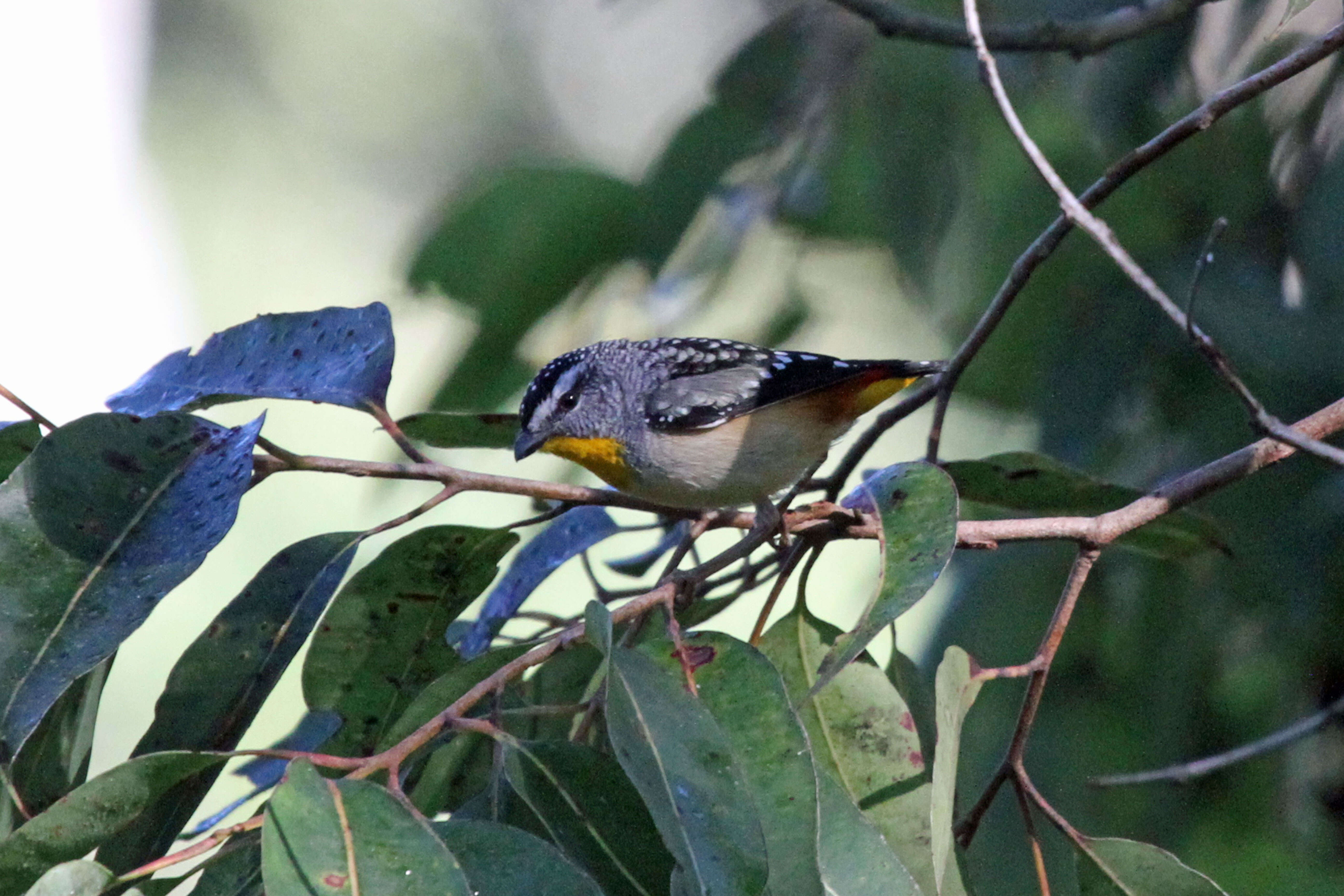 Imagem de Pardalotus punctatus (Shaw 1792)