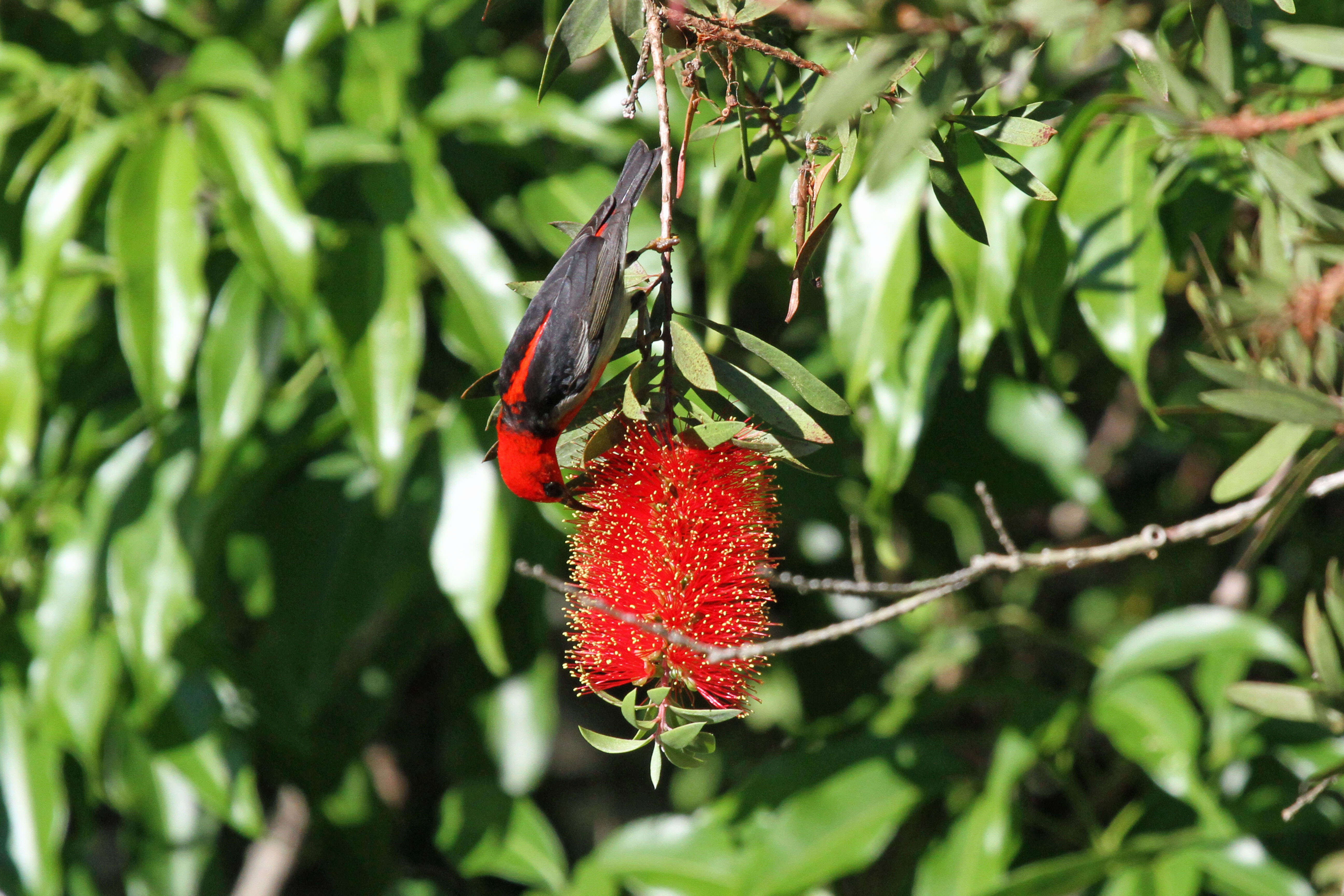 Image of Scarlet Honeyeater