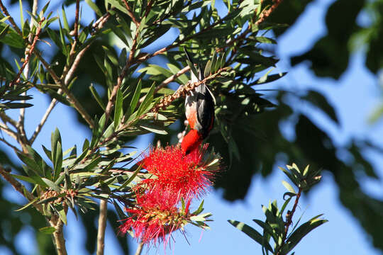 Image of Scarlet Honeyeater