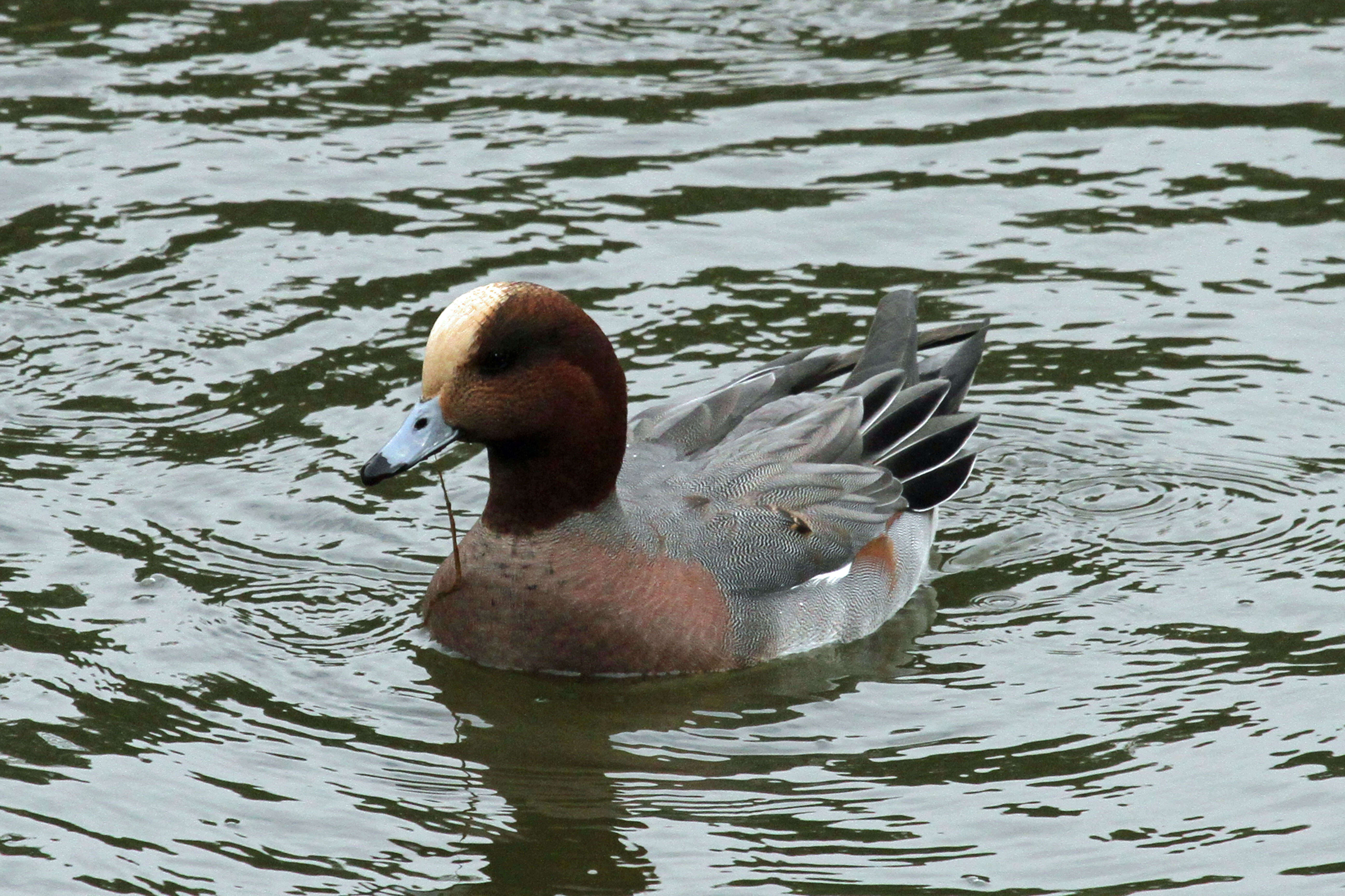 Image of Eurasian Wigeon