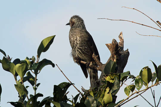 Image of Brown-eared Bulbul