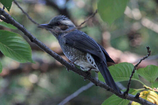 Image of Brown-eared Bulbul