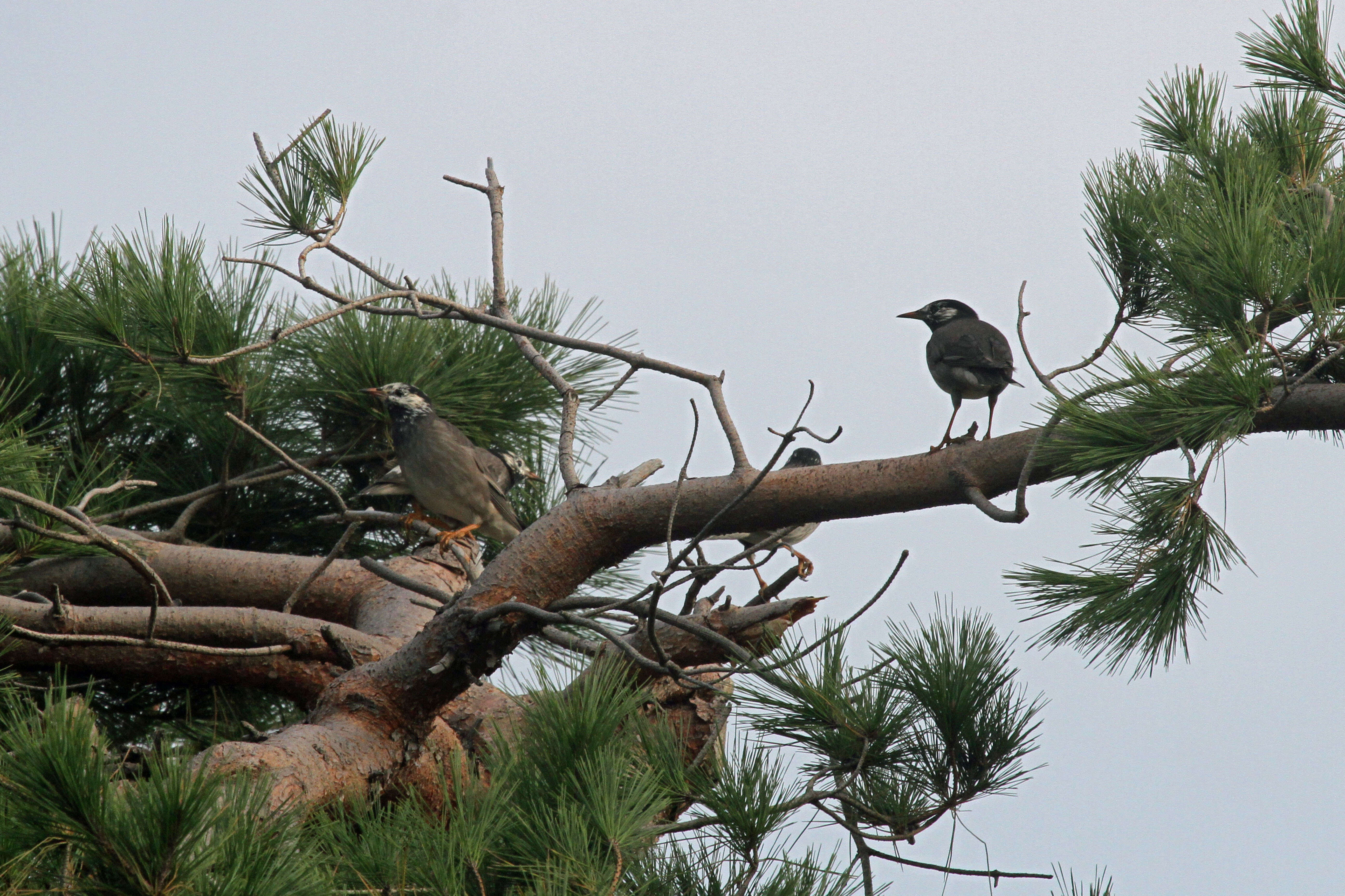 Image of White-cheeked Starling