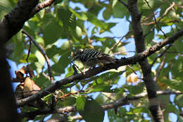 Image of Japanese Pygmy Woodpecker