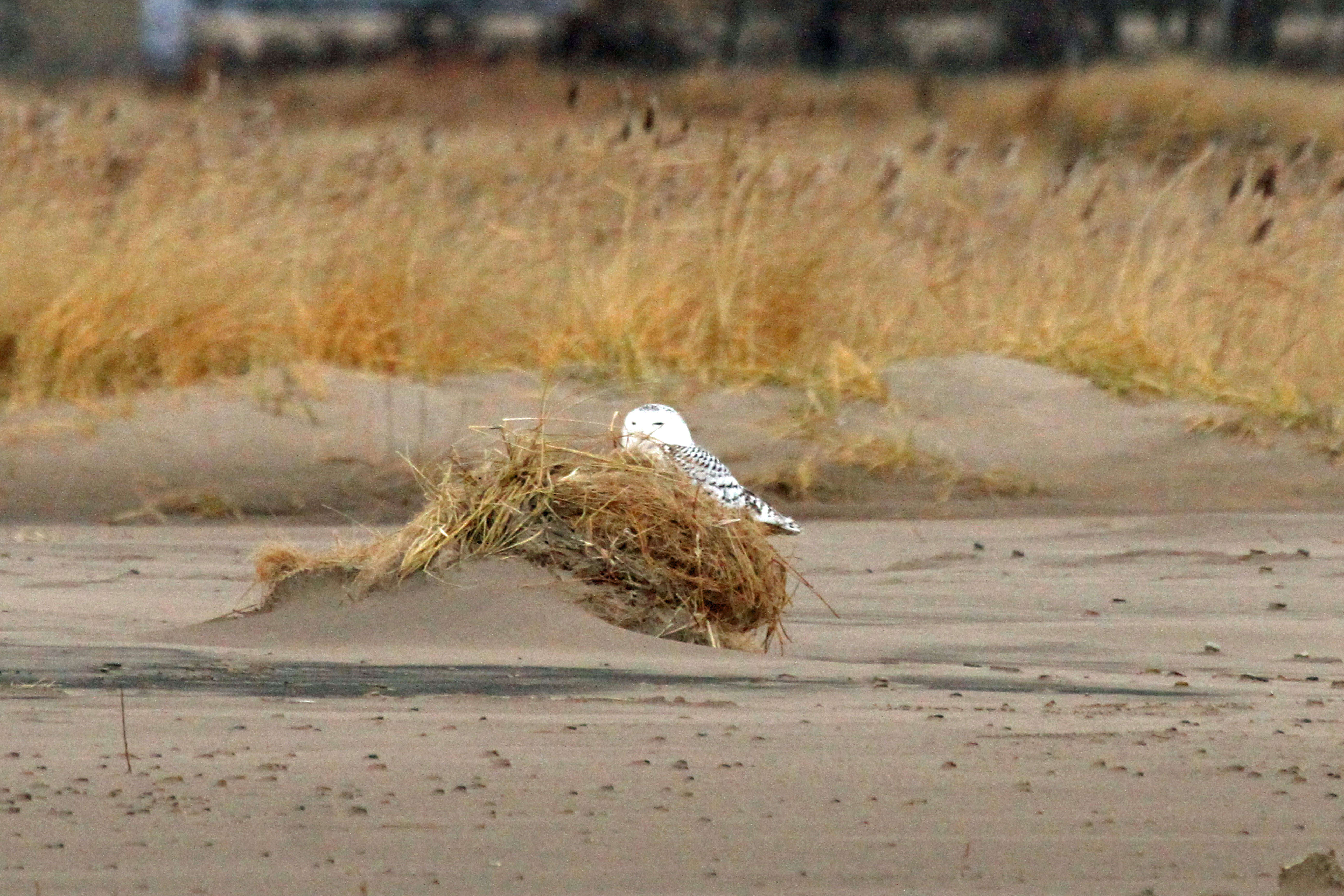 Image of Snowy Owl