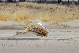 Image of Snowy Owl