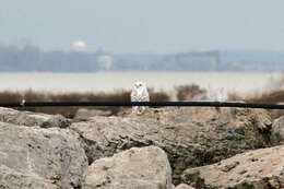 Image of Snowy Owl