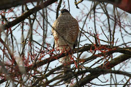 Image of Sharp-shinned Hawk