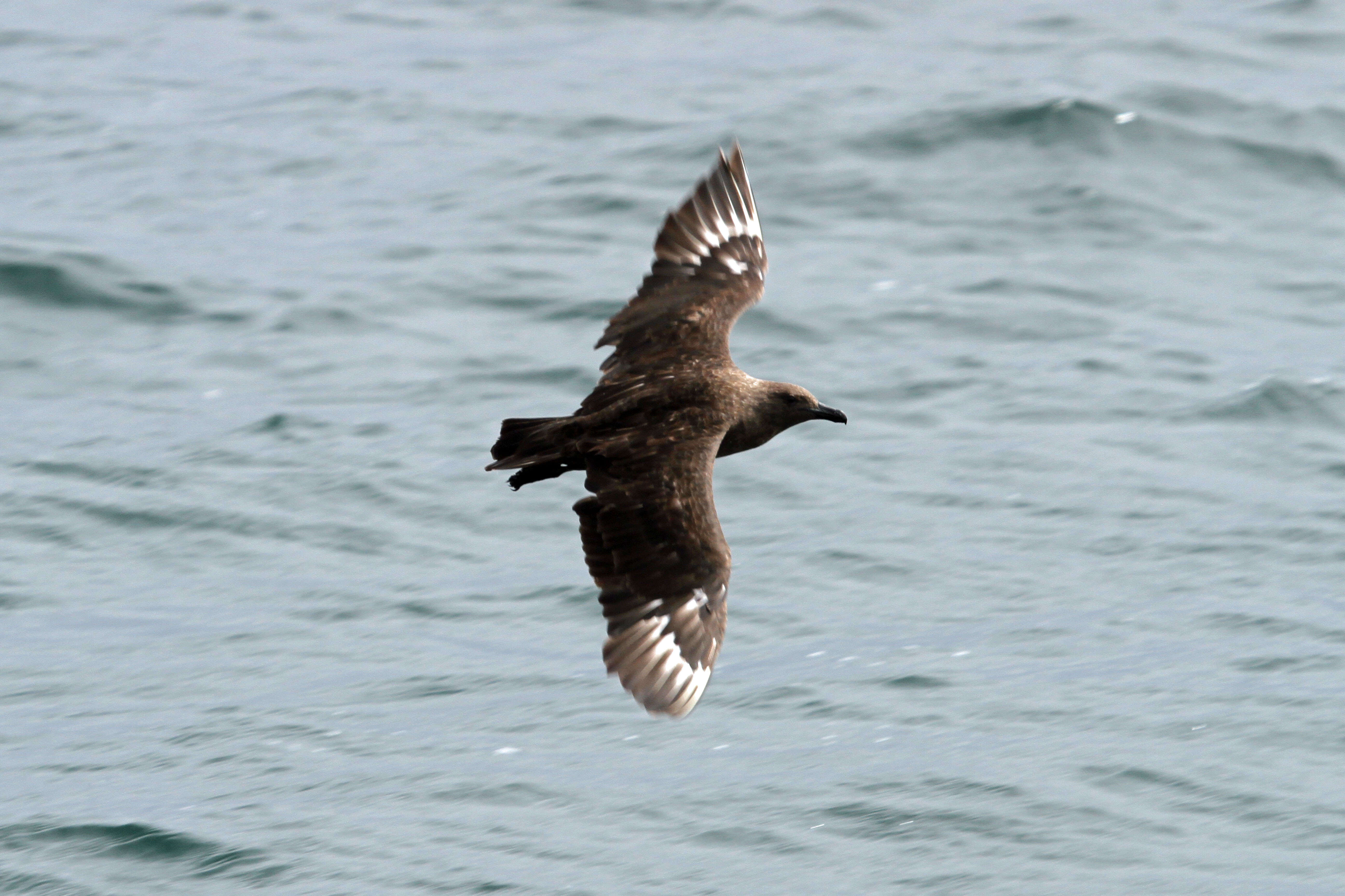 Image of South Polar Skua