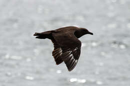 Image of South Polar Skua