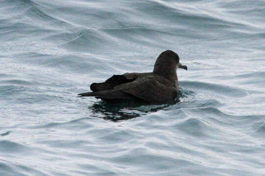 Image of Sooty Shearwater