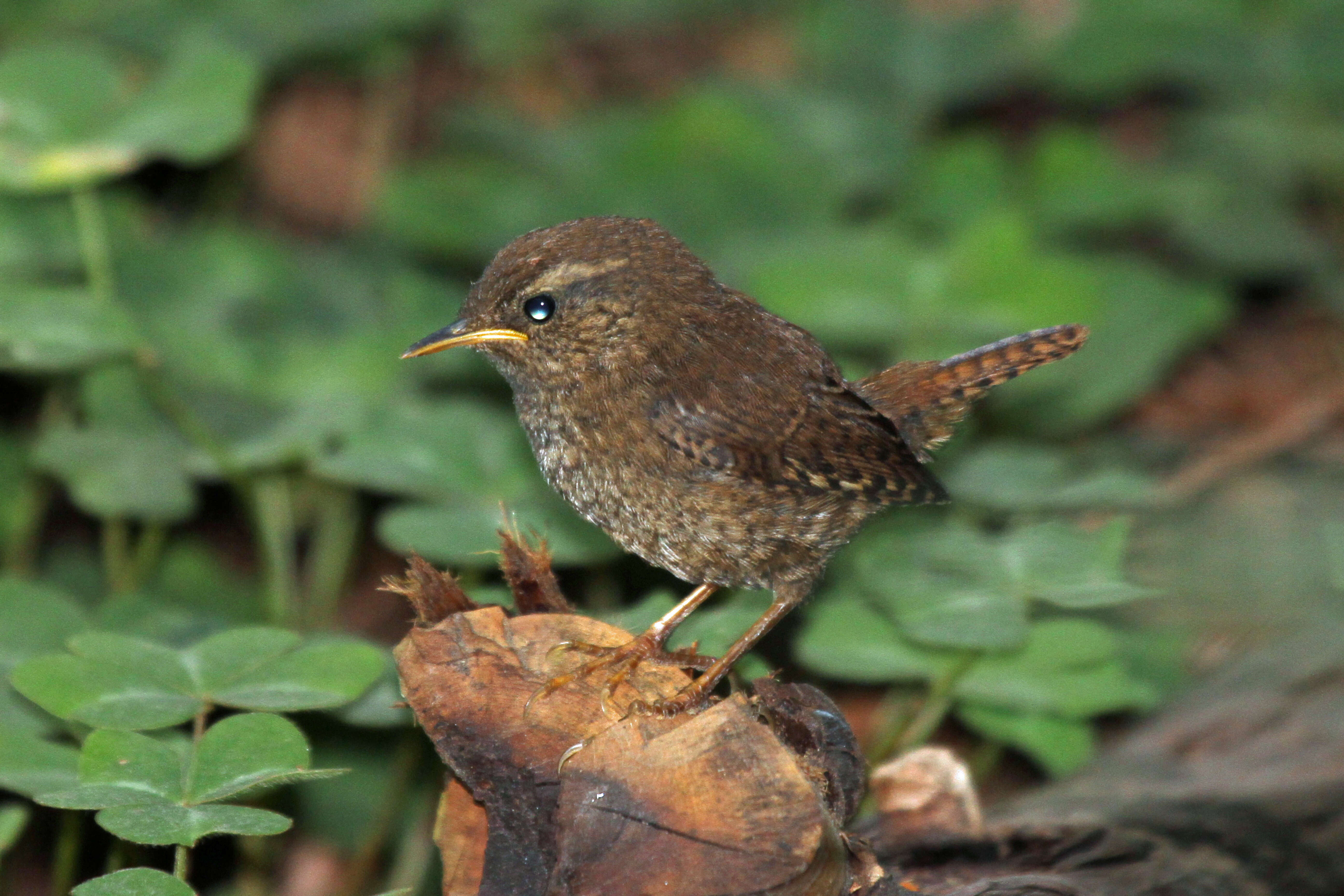 Image of Pacific Wren