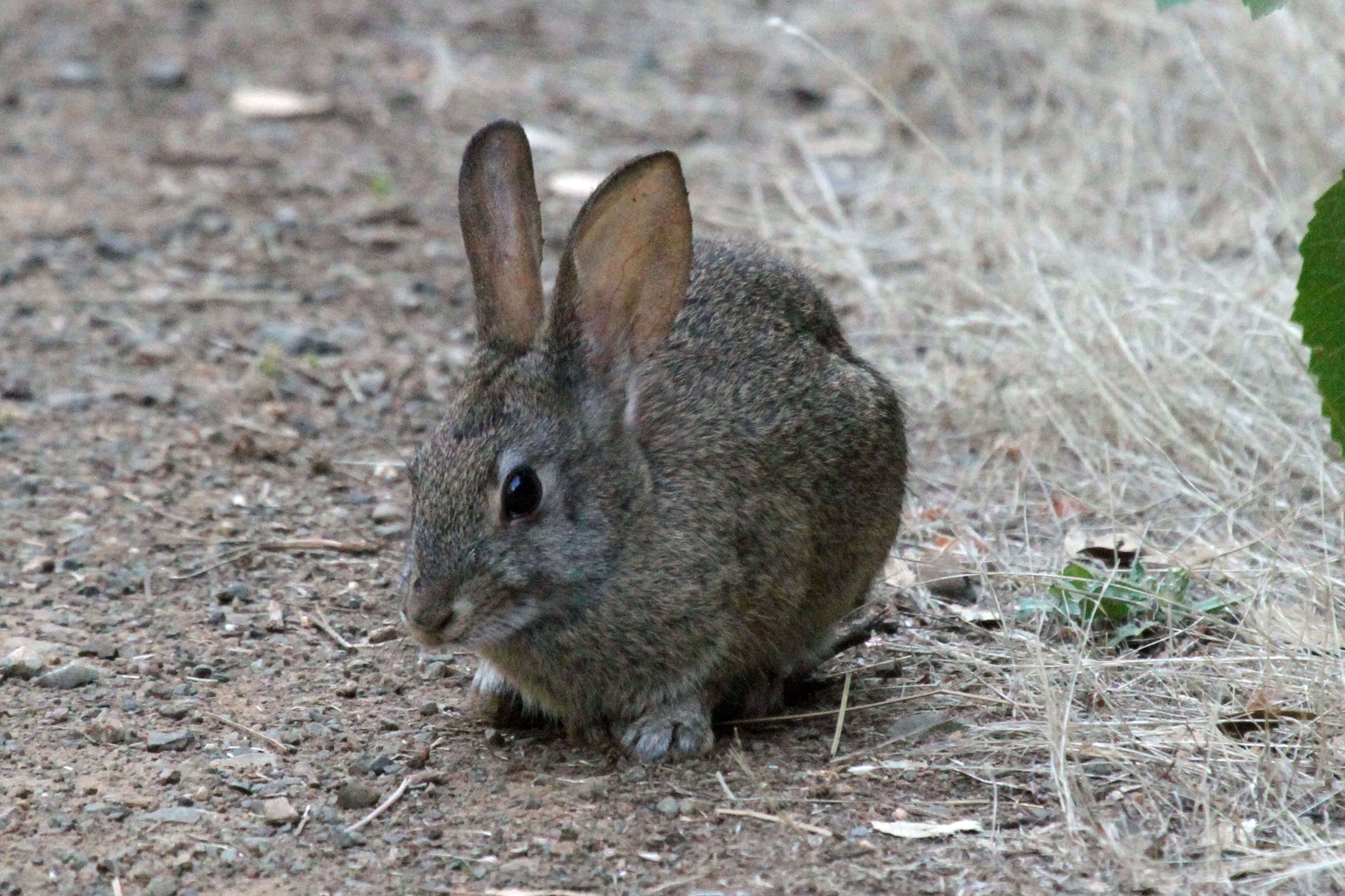 Image of Audubon's Cottontail