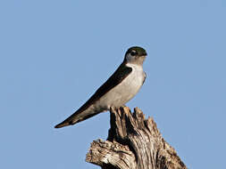 Image of Violet-green Swallow