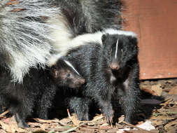 Image of Hooded and Striped Skunks