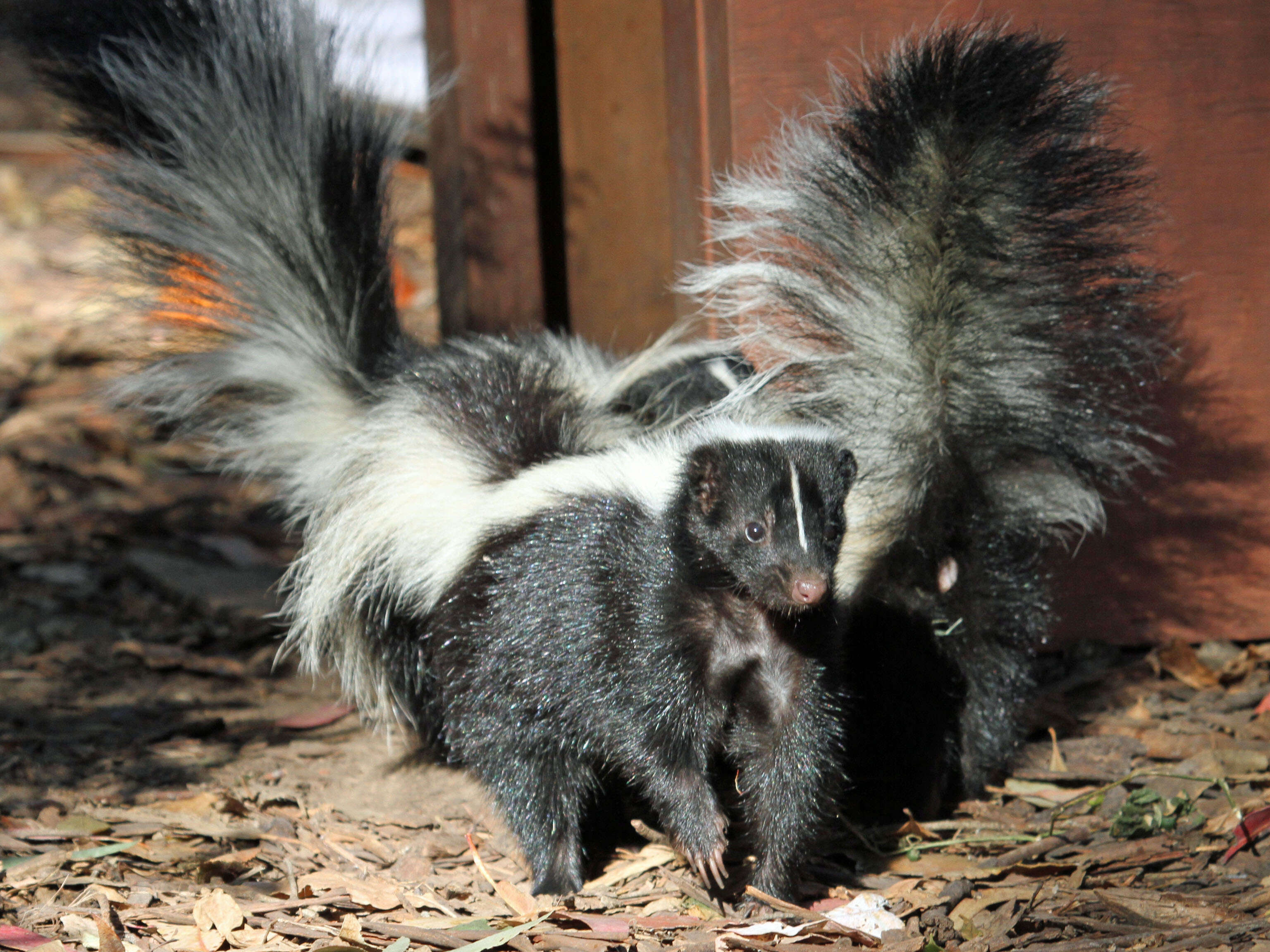 Image of Hooded and Striped Skunks