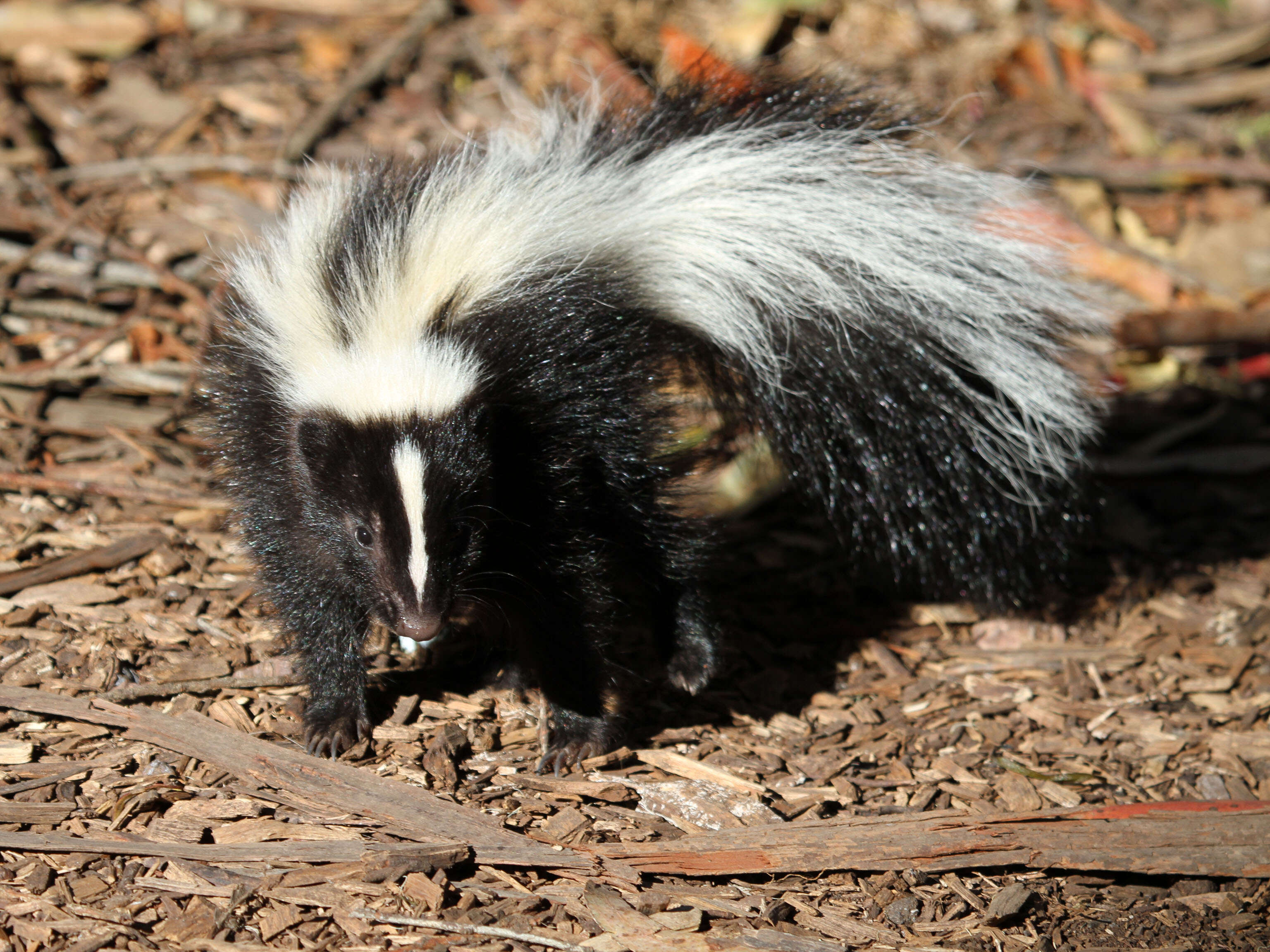 Image of Hooded and Striped Skunks