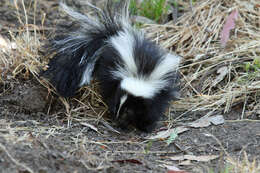 Image of Hooded and Striped Skunks