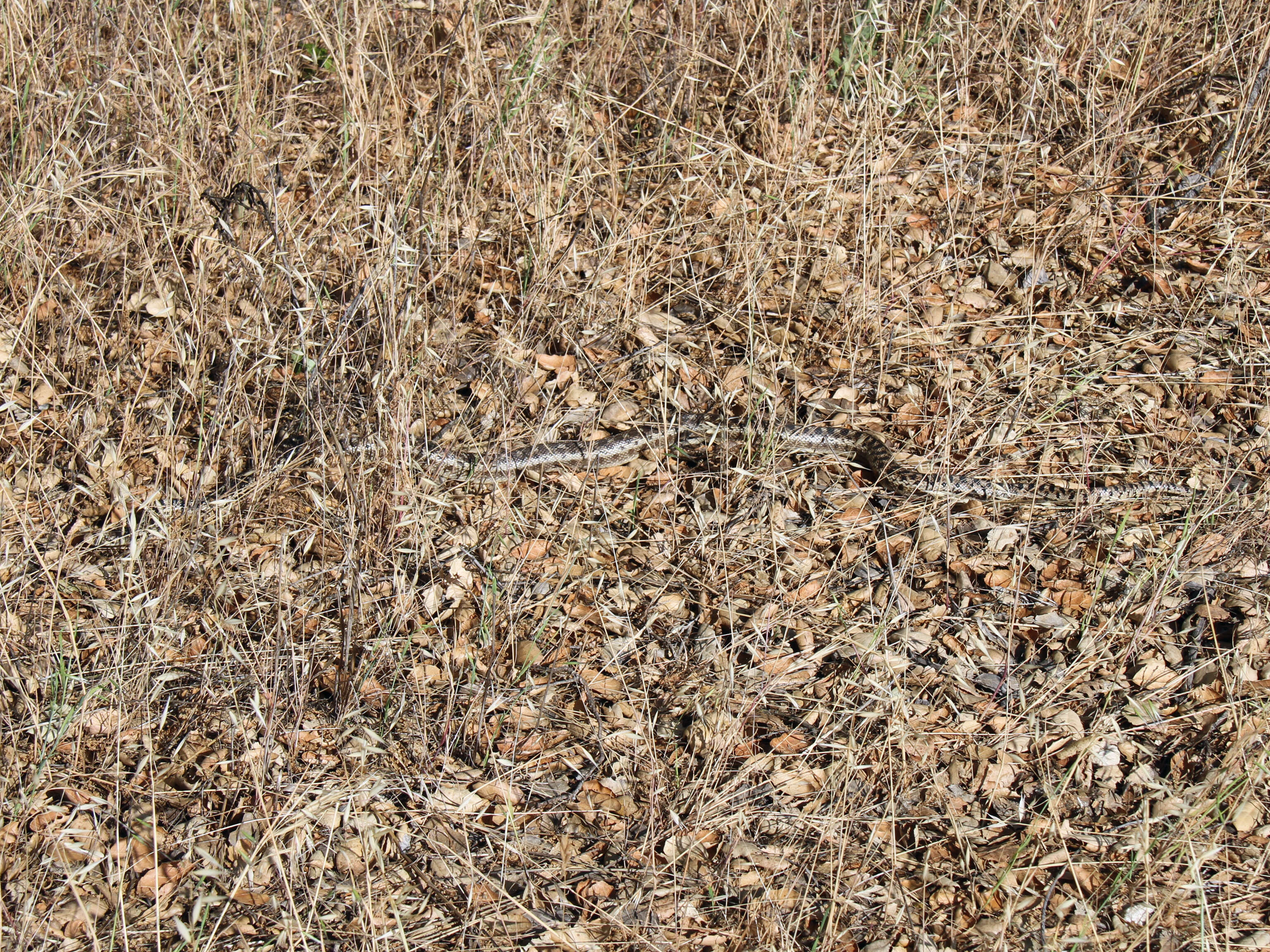 Pituophis catenifer catenifer (Blainville 1835)的圖片