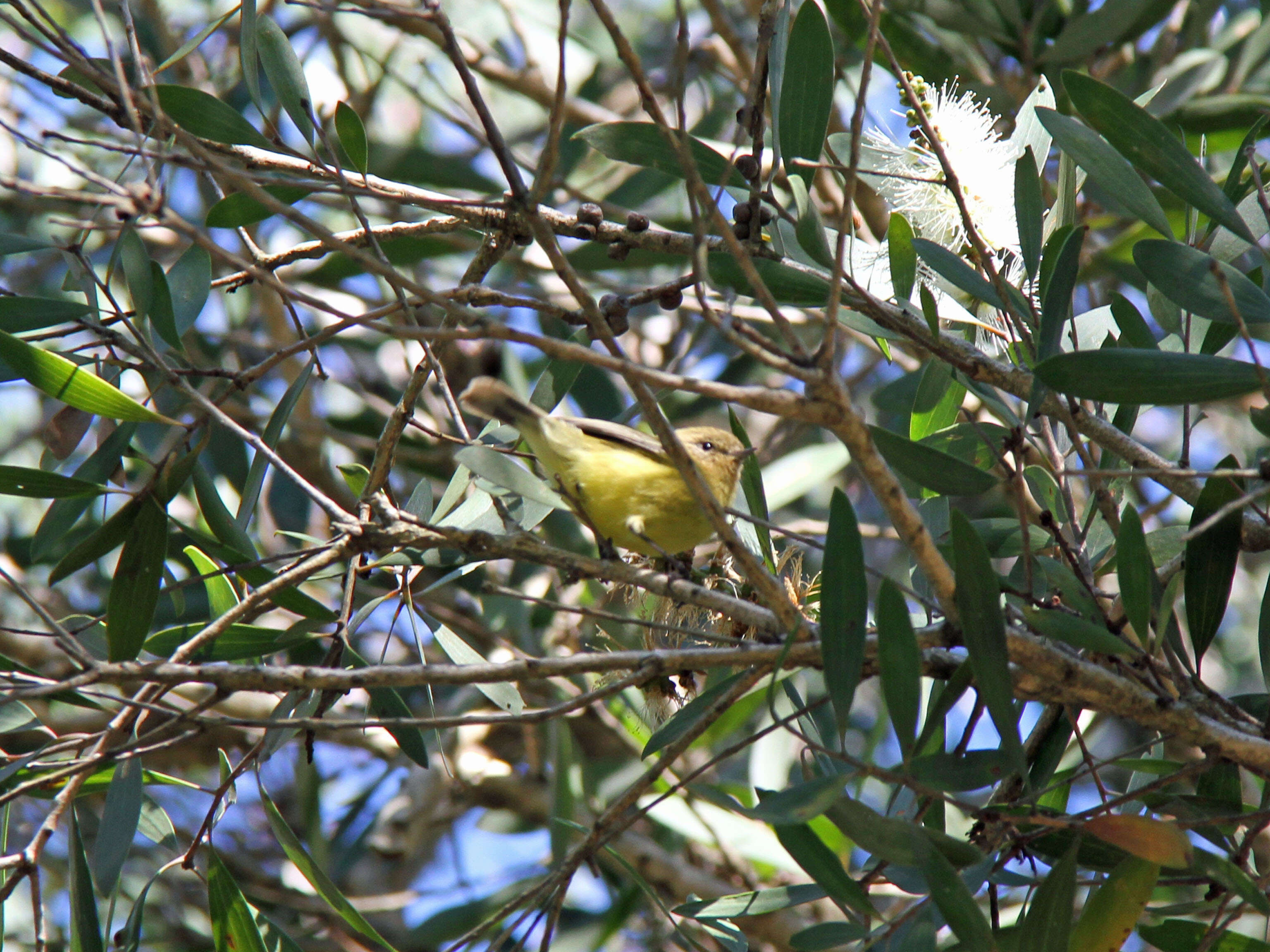 Image of Yellow Thornbill