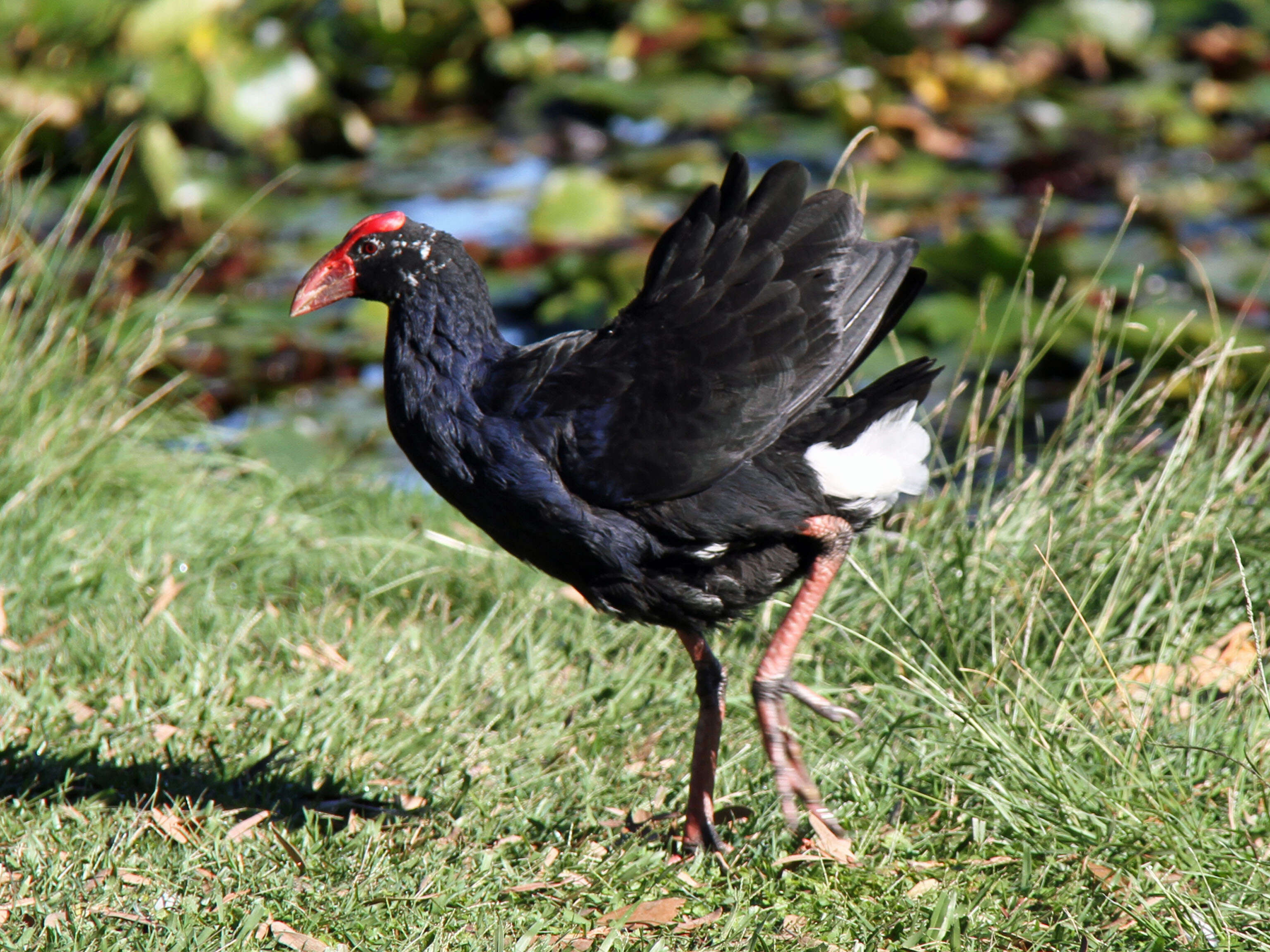 Image of Australasian Swamphen