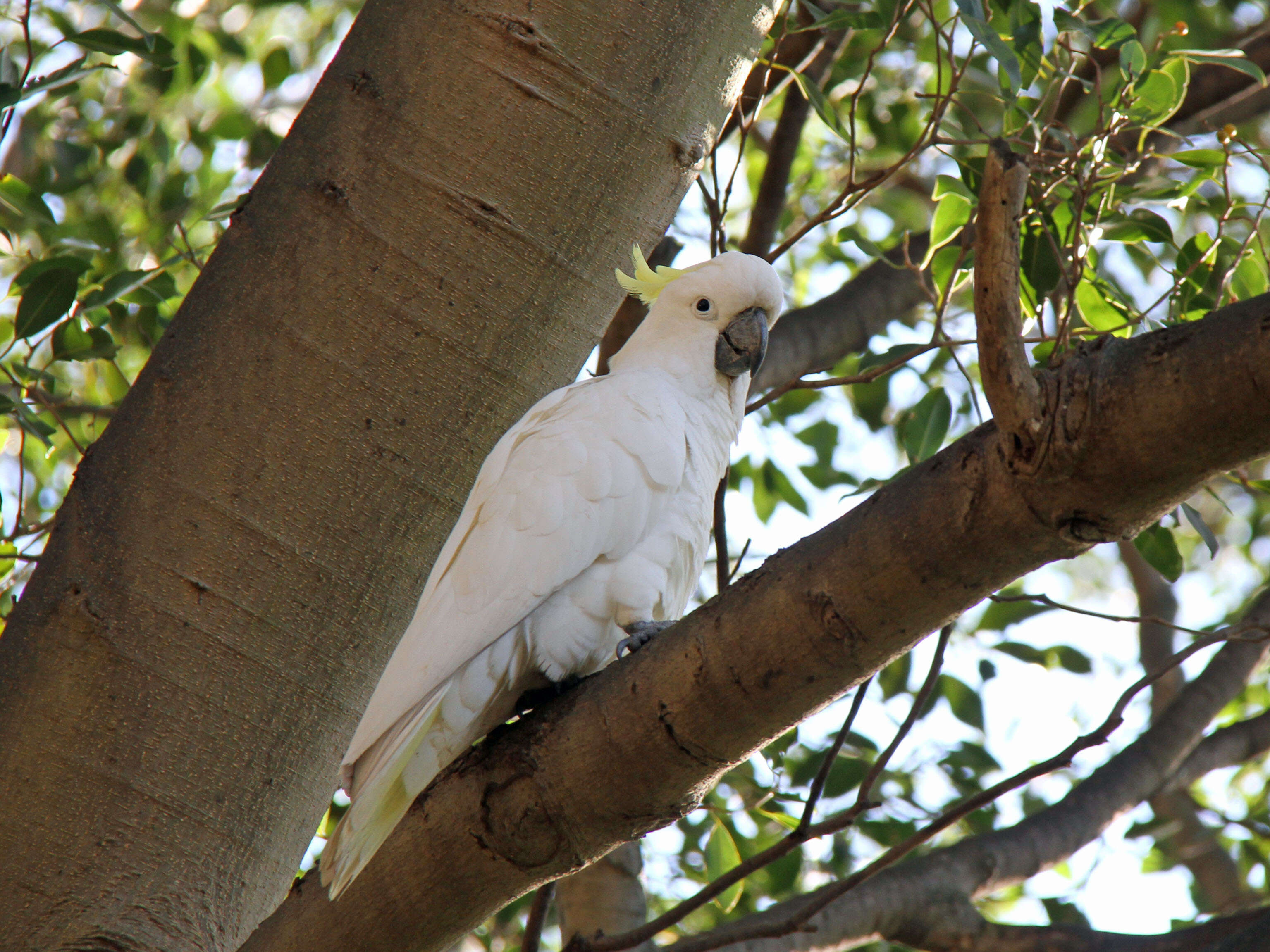 Image of Sulphur-crested Cockatoo