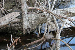 Image of Cottonmouth