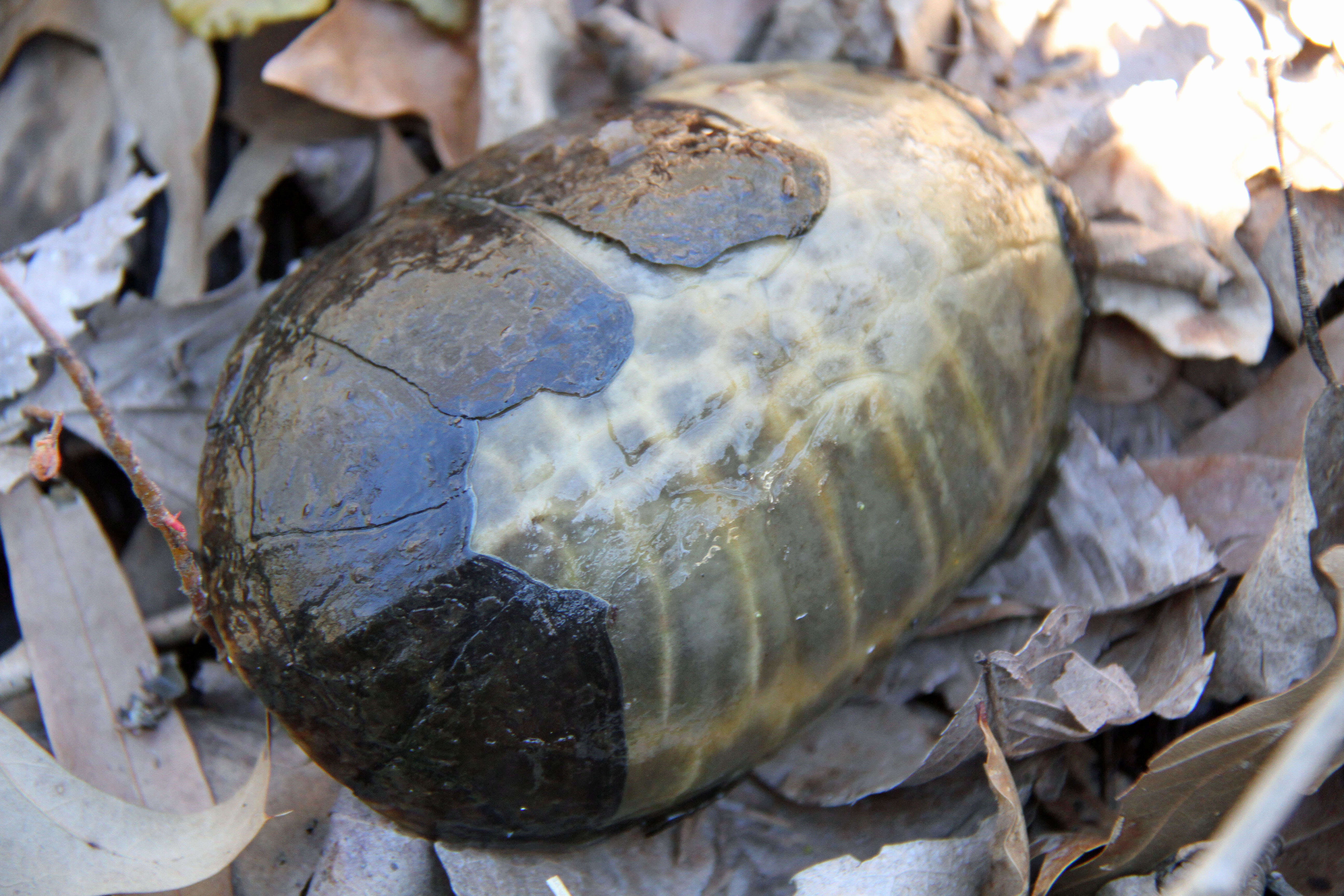 Image of Common Musk Turtle