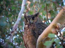 Image of Great Horned Owl