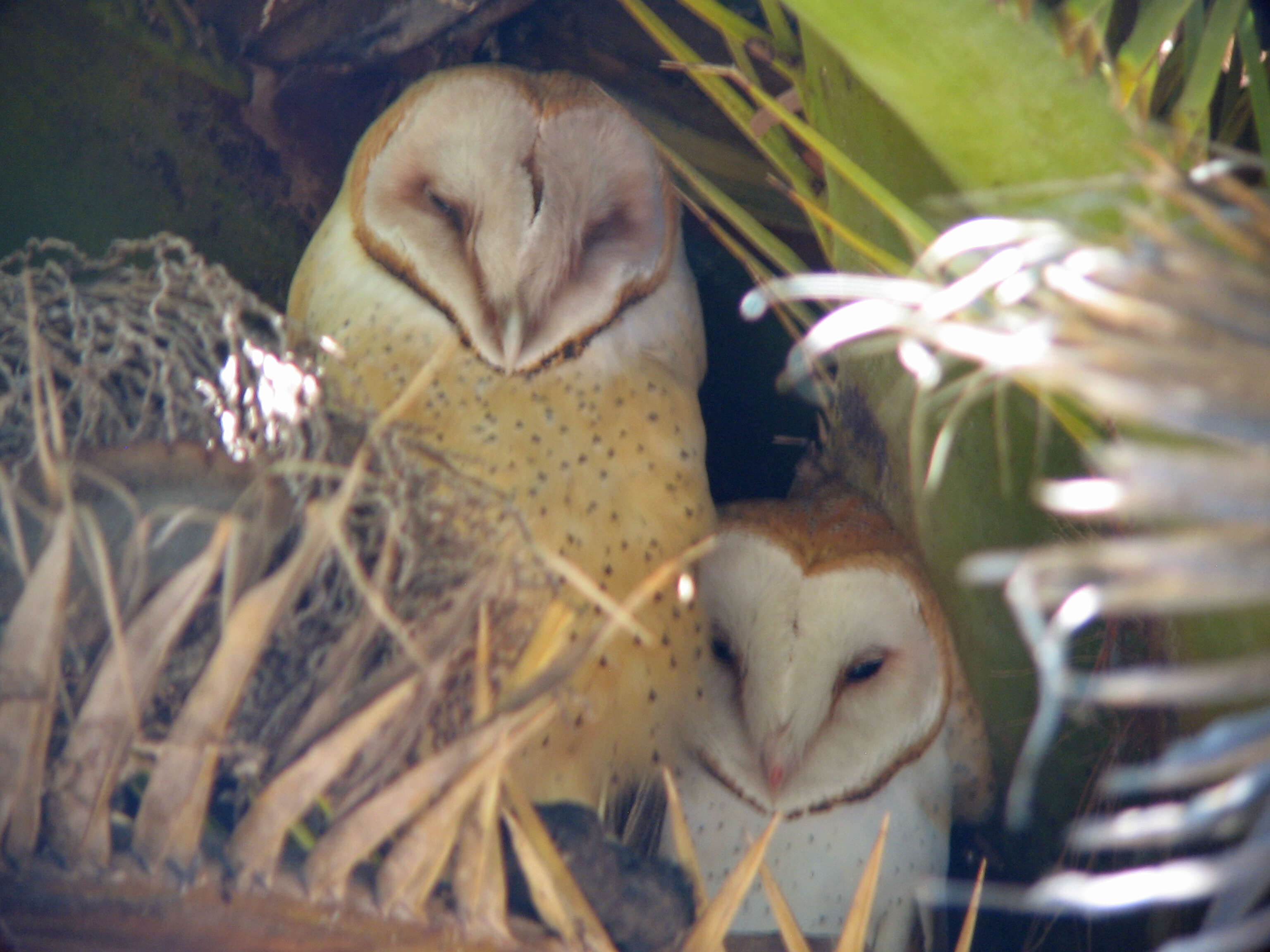 Image of American Barn Owl