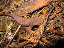 Image of Taricha torosa torosa