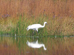 Image of Whooping Crane