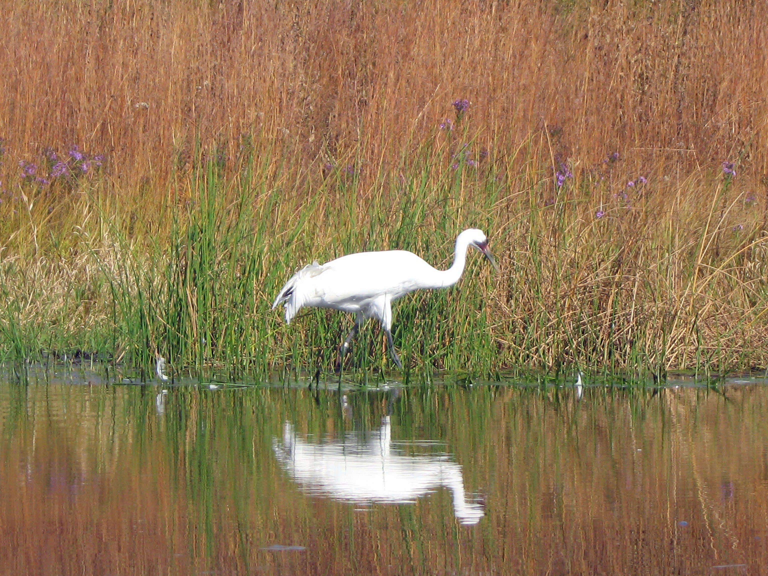 Image of Whooping Crane