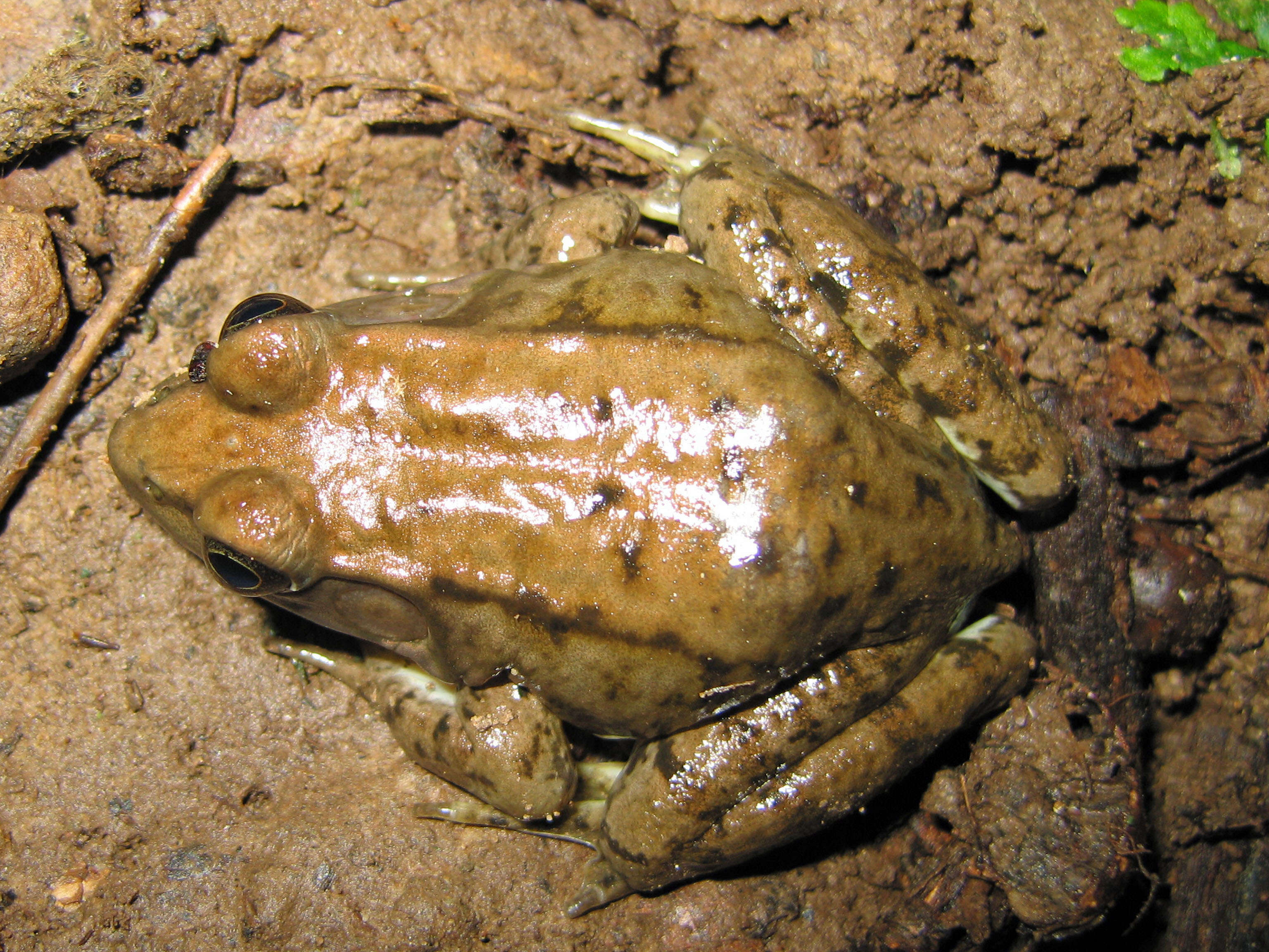 Image of Green Frog