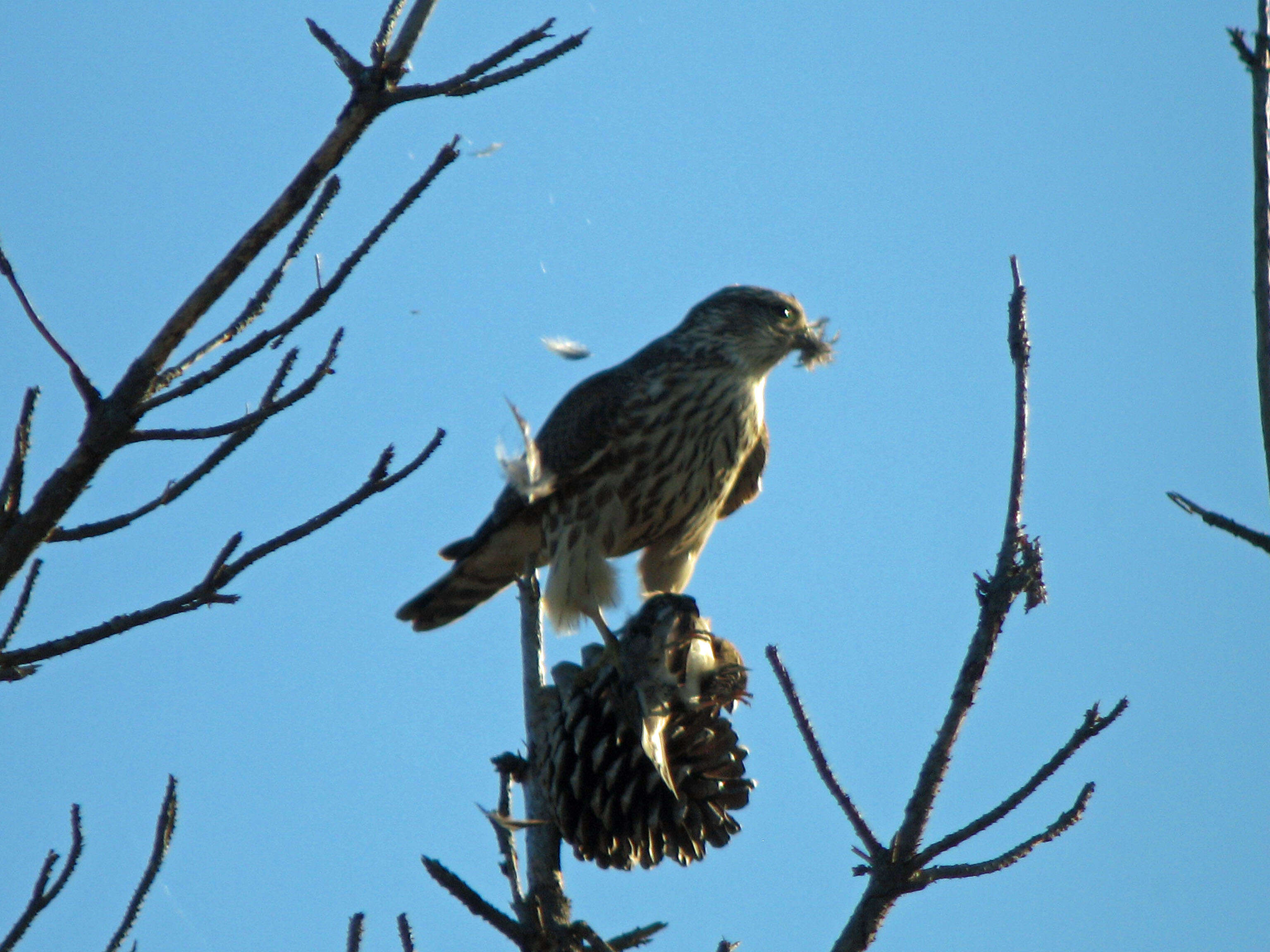 Image of Sharp-shinned Hawk