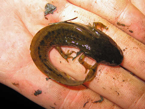 Image of Northwestern Salamander