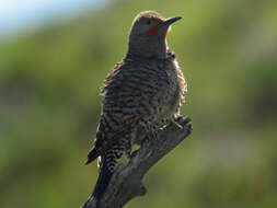 Image of Northern Flicker