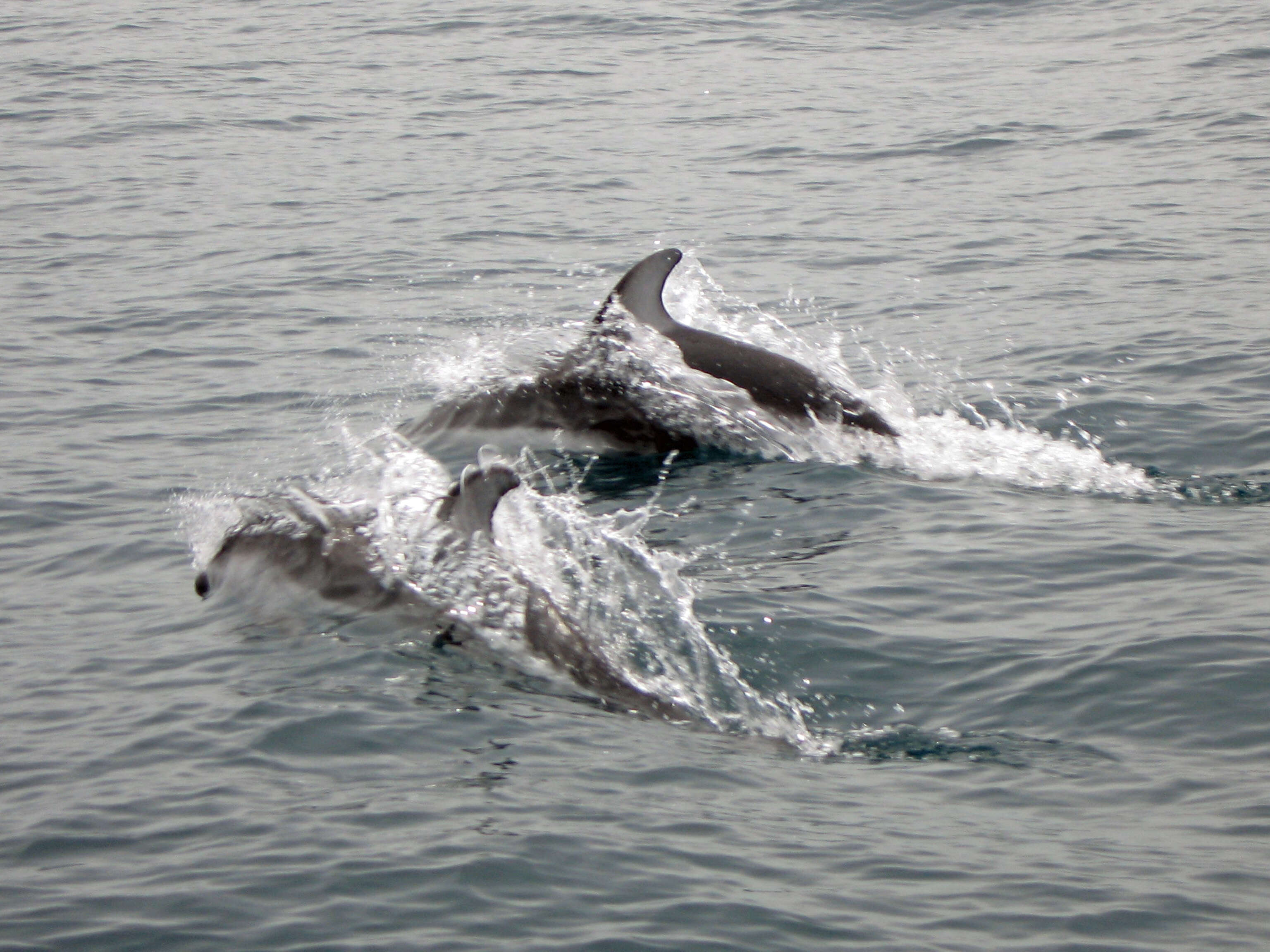 Image of Pacific White-sided Dolphin