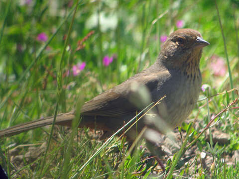 Image of California Towhee