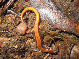 Image of Western Redback Salamander