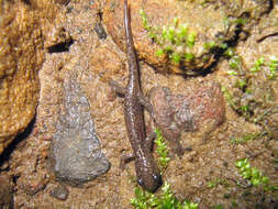 Image of Northern Slimy Salamander