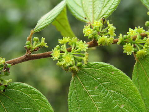 Image of Ziziphus oenopolia (L.) Mill.