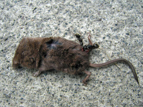 Image of Dusky Shrew