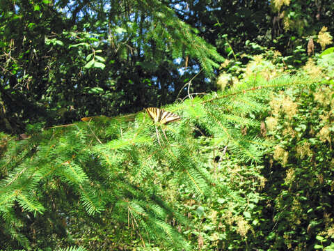 Image of Western Tiger Swallowtail