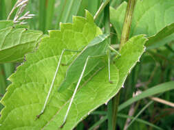 Image of Greater Angle-wing Katydid